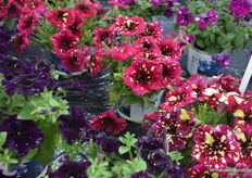 Toevoegingen aan de inmiddels welbekende petunia Sky serie.